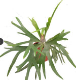 Platycerium bifurcatum TC | Grower's Choice, Macau Collection