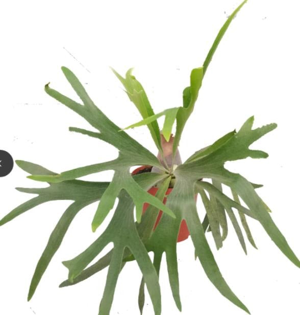 Platycerium bifurcatum TC | Grower's Choice, Macau Collection