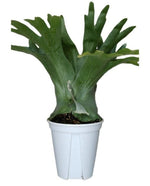 Platycerium holttumii) TC | Grower's Choice, Macau Collection