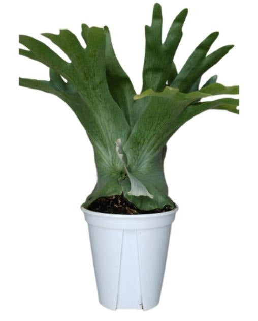 Platycerium holttumii) TC | Grower's Choice, Macau Collection