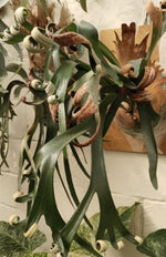 Platycerium ‘FongSiQi QQ’ TC | Grower's Choice, Macau Collection