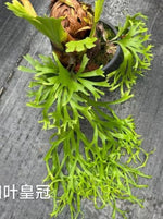 Platycerium hillii TC | Grower's Choice, Macau Collection