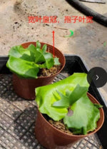 Platycerium coronarium TC | Grower's Choice, Macau Collection