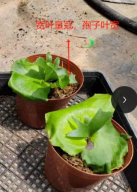 Platycerium coronarium TC | Grower's Choice, Macau Collection