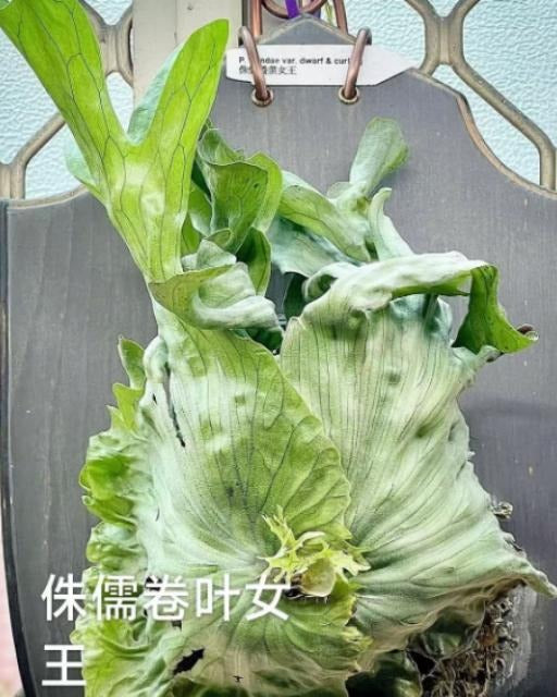 Platycerium wandae 'Dwarf & Curling TC | Grower's Choice, Macau Collection
