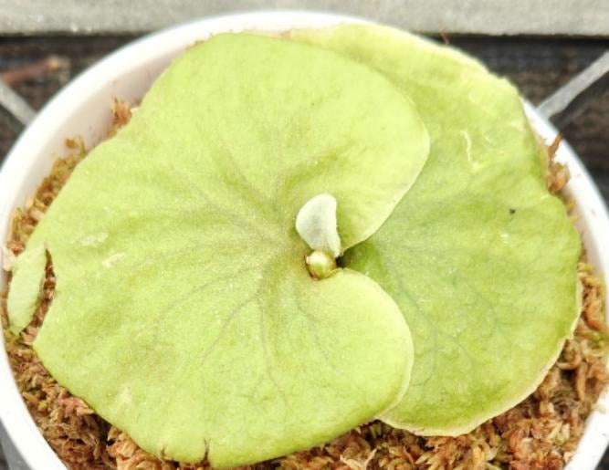Platycerium Ridleyi dwarf silvery TC | Grower's Choice, Macau Collection