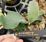 Platycerium Ginka TC | Grower's Choice, Macau Collection