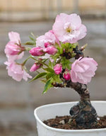 Prunus Prunus TC | Grower's Choice, Macau Collection