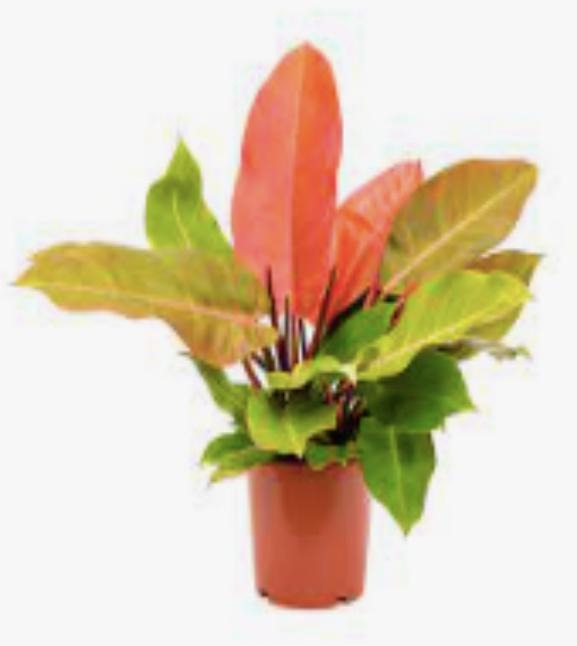 Prince of Orange TC | Grower's Choice, Macau Collection