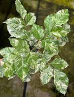 Radermachera variegated TC | Grower's Choice, Macau Collection