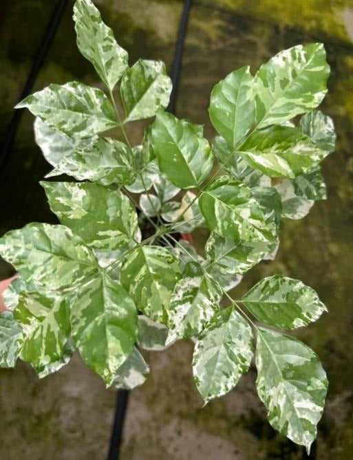 Radermachera variegated TC | Grower's Choice, Macau Collection