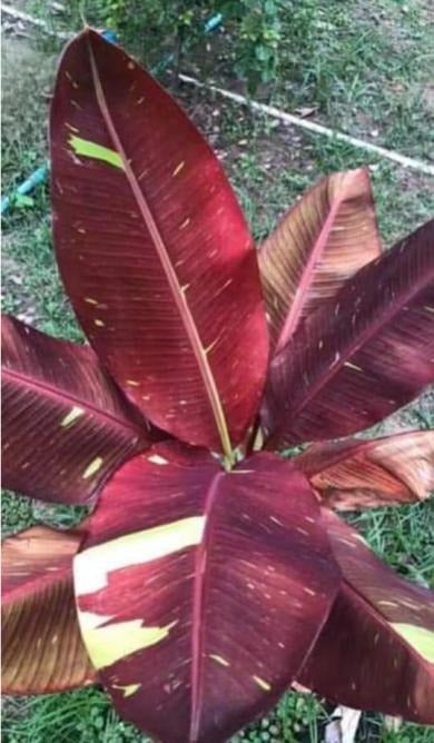 Red Musa TC | Grower's Choice, Macau Collection