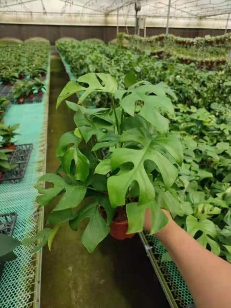 Rhaphidophora Tetrasperma TC | Grower's Choice, Macau Collection