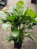 Spathiphyllum TC | Grower's Choice, Macau Collection