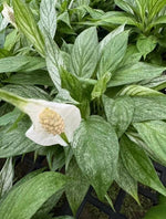 Spathiphyllum mint TC | Grower's Choice, Macau Collection