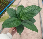 Spathiphyllum Sensation cv.Little TC | Grower's Choice, Macau Collection