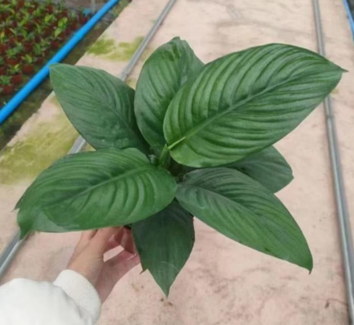 Spathiphyllum Sensation cv.Little TC | Grower's Choice, Macau Collection