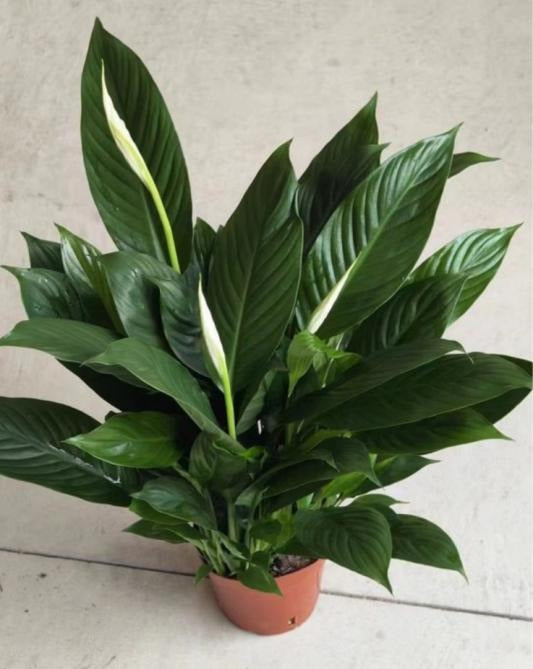 Spathiphyllum mojo TC | Grower's Choice, Macau Collection