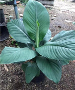 Spathiphyllum Sensation TC | Grower's Choice, Macau Collection