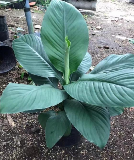 Spathiphyllum Sensation TC | Grower's Choice, Macau Collection