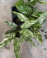 Spathiphyllum thai constellation TC | Grower's Choice, Macau Collection