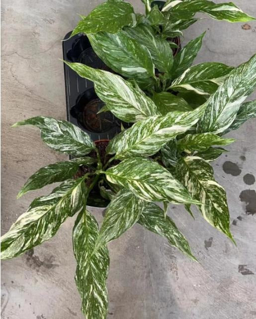 Spathiphyllum thai constellation TC | Grower's Choice, Macau Collection