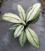 Spathiphyllum Sensation Variegated TC | Grower's Choice, Macau Collection
