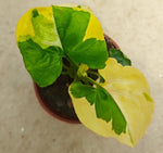 Syngonium podophyllum 'Berry Allusion' TC | Grower's Choice, Macau Collection