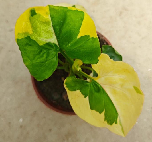 Syngonium podophyllum 'Berry Allusion' TC | Grower's Choice, Macau Collection