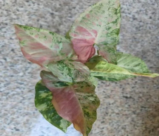 Syngonium Premium three-color milk TC | Grower's Choice, Macau Collection