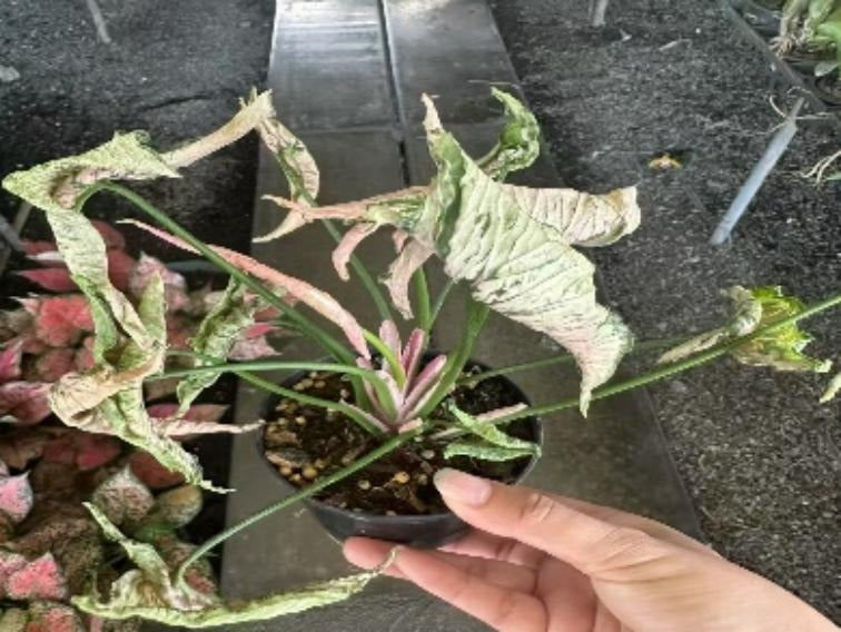 Syngonium pink godzilla TC | Grower's Choice, Macau Collection