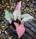 Syngonium Salmon TC | Grower's Choice, Macau Collection