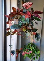 Syngonium red arrow TC | Grower's Choice, Macau Collection