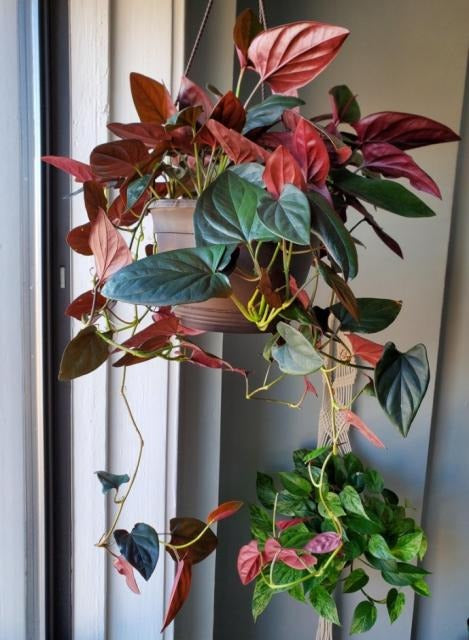 Syngonium red arrow TC | Grower's Choice, Macau Collection
