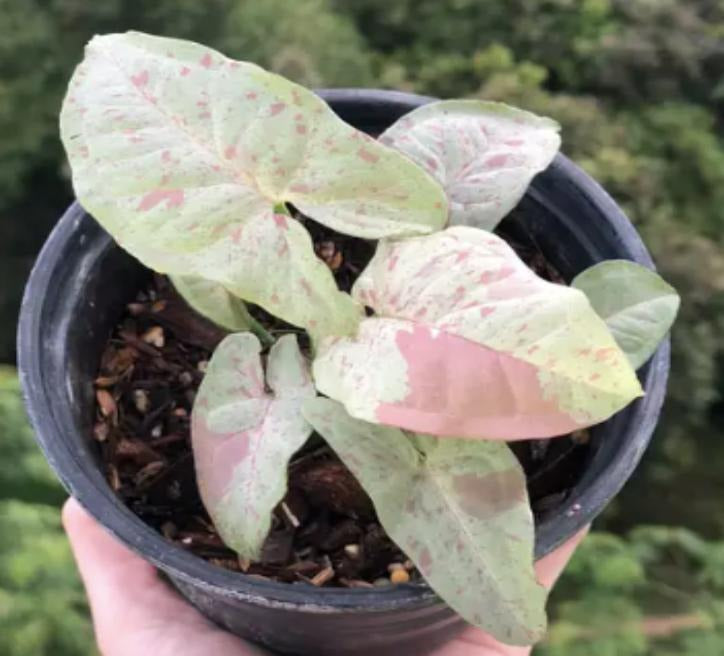 Syngonium Milk Confetti TC | Grower's Choice, Macau Collection