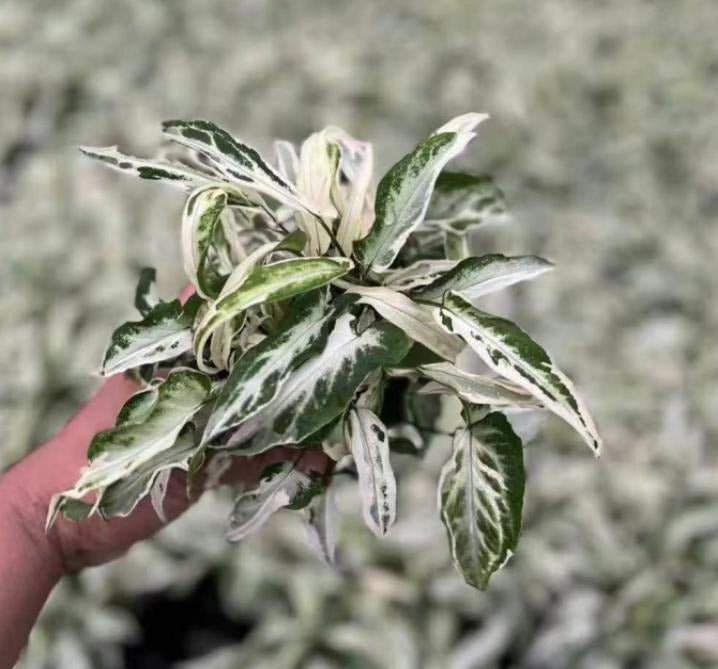 Syngonium starlite TC | Grower's Choice, Macau Collection
