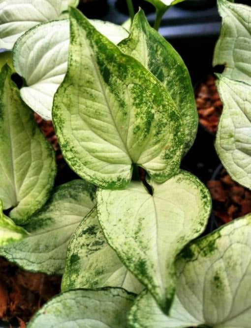 Syngonium mouse ears TC | Grower's Choice, Macau Collection