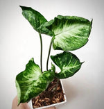 Syngonium Godzilla TC | Grower's Choice, Macau Collection