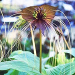 Tacca chantrieri black TC | Grower's Choice, Macau Collection