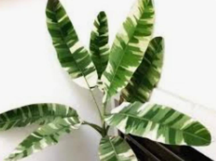Variegated Hawaiian Banana variegata TC | Grower's Choice, Macau Collection