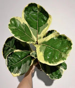 Variegated Fiddle TC | Grower's Choice, Macau Collection