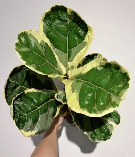 Variegated Fiddle TC | Grower's Choice, Macau Collection