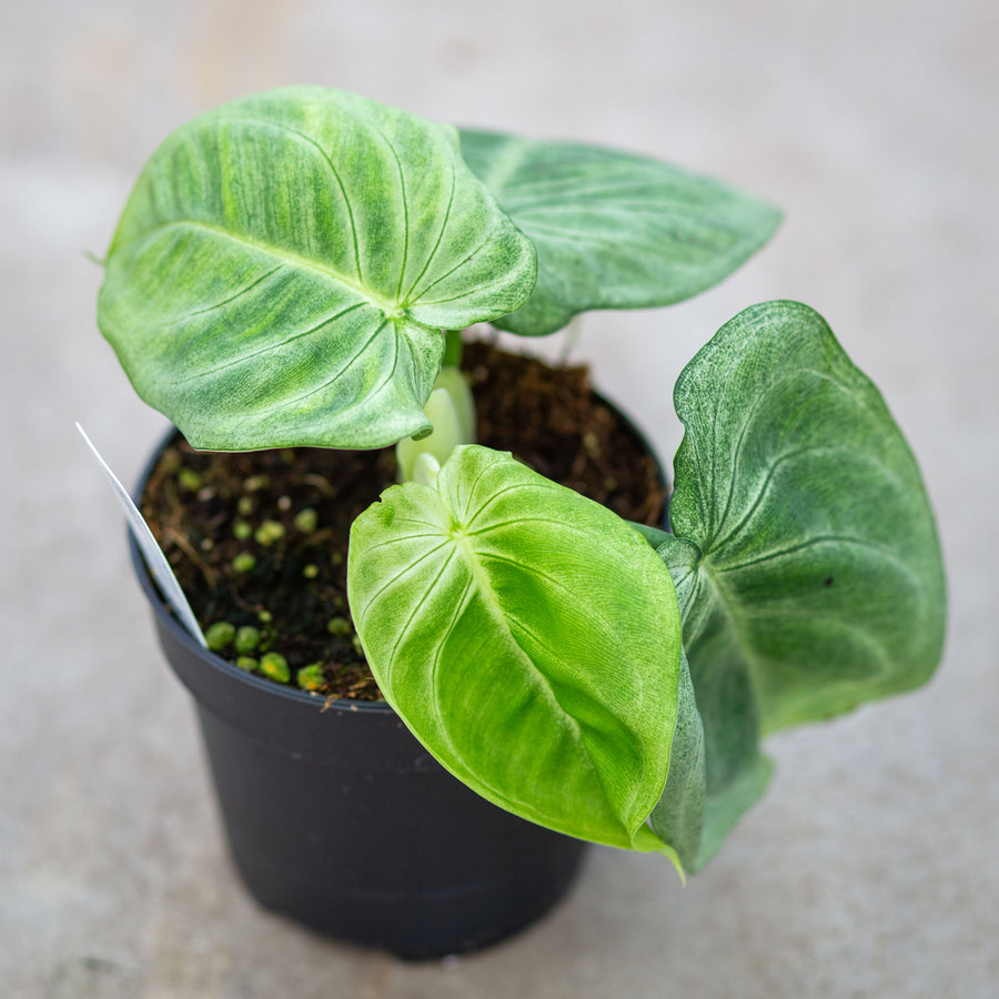 Syngonium macrophyllum 'Frosted Heart' | Seller's Choice, Hong Kong Collection
