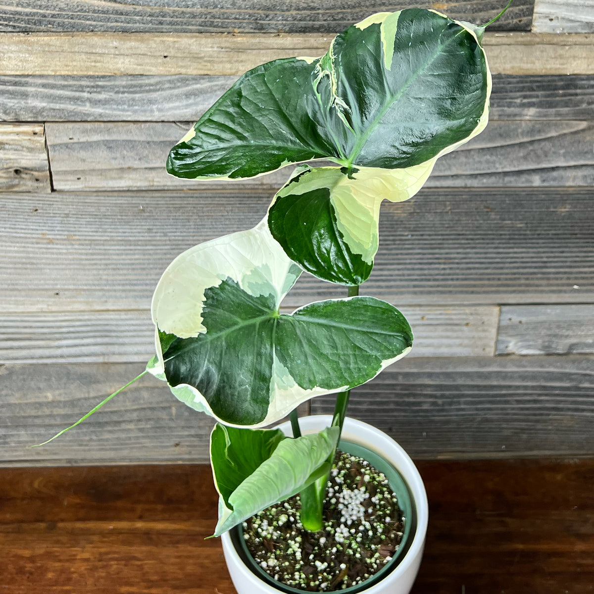 Xanthosoma 'Ablo Marginata/Mickey Mouse' | Seller's Choice, Hong Kong Collection