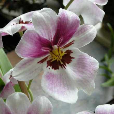 Phaelenopsis 'Princess Diana' | Seller's Choice, Hong Kong Collection