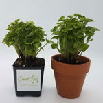Syngonium 'Pixie' | Seller's Choice, Hong Kong Collection