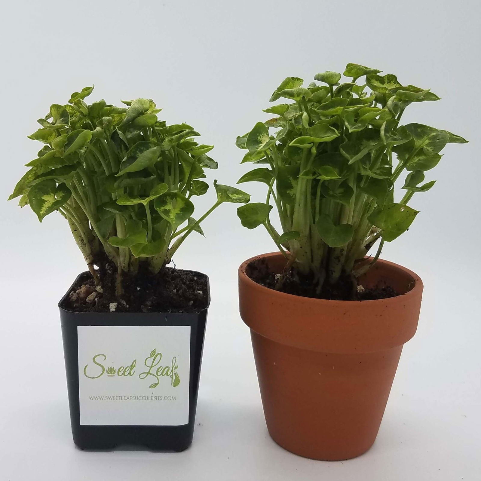 Syngonium 'Pixie' | Seller's Choice, Hong Kong Collection