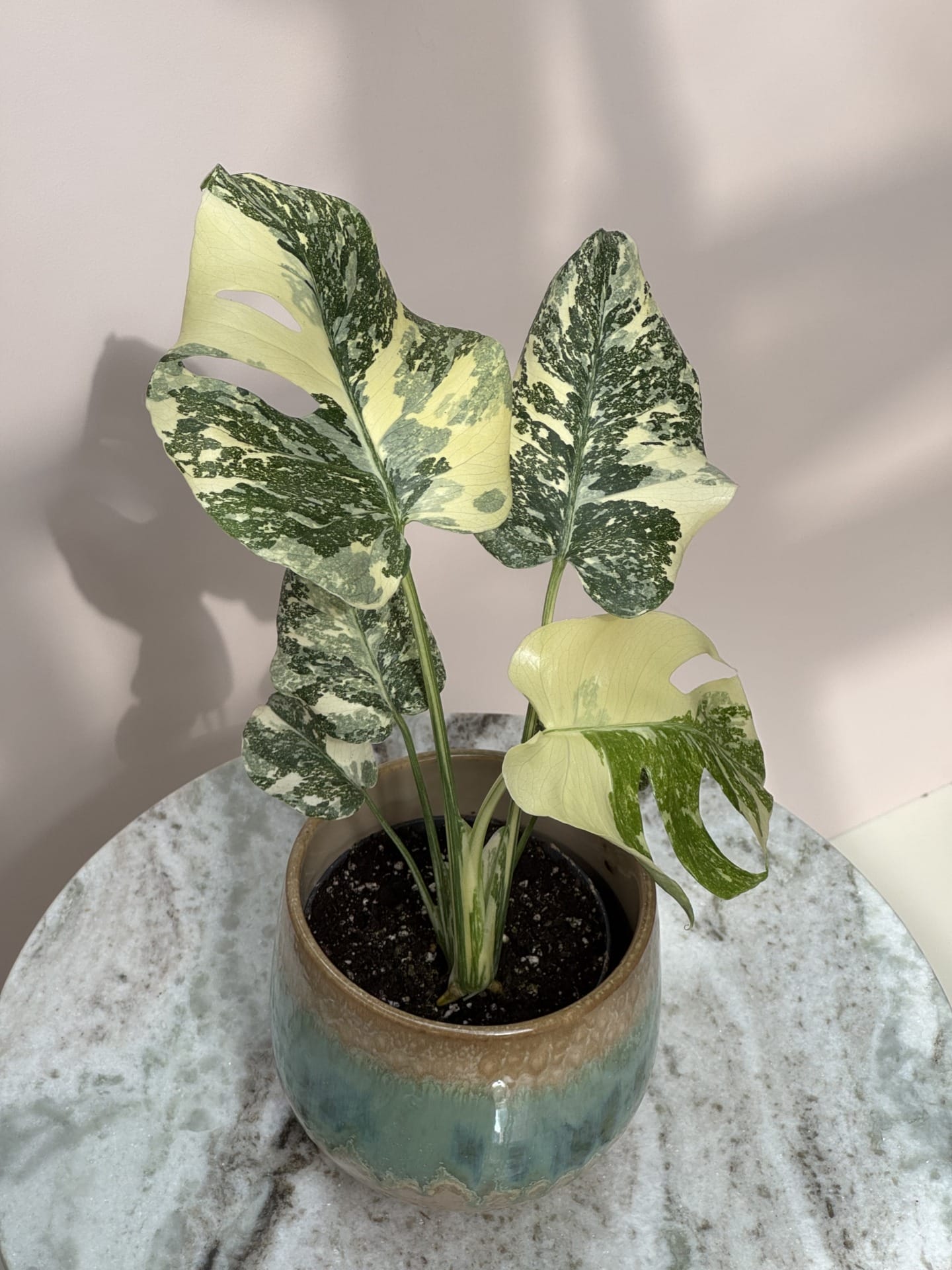 Monstera thai con Creme Brulee | Seller's Choice, Hainan Collection