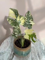 Monstera thai con Creme Brulee | Seller's Choice, Hainan Collection