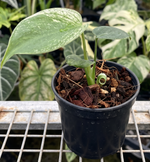 Monstera 'Devil'( With Variegation) TC | Grower's Choice, Foshan Collection
